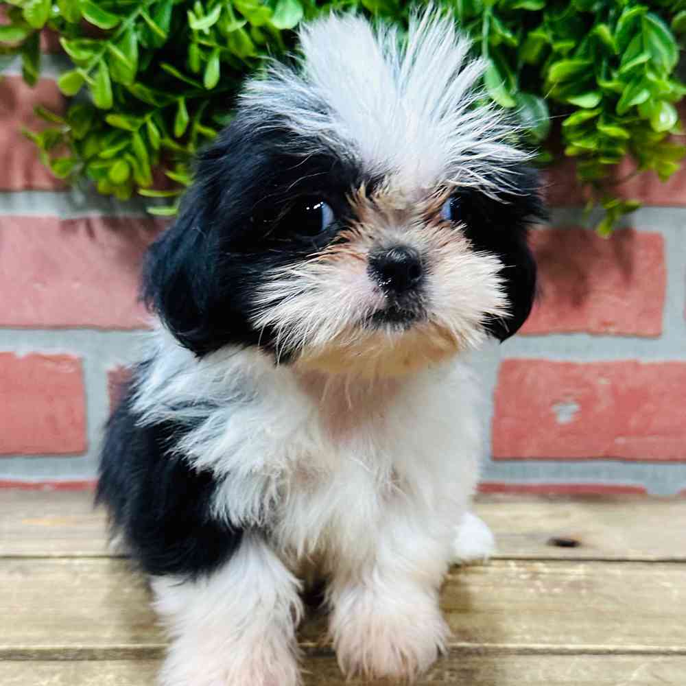 carousel pet images