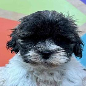 Lhasa Apso