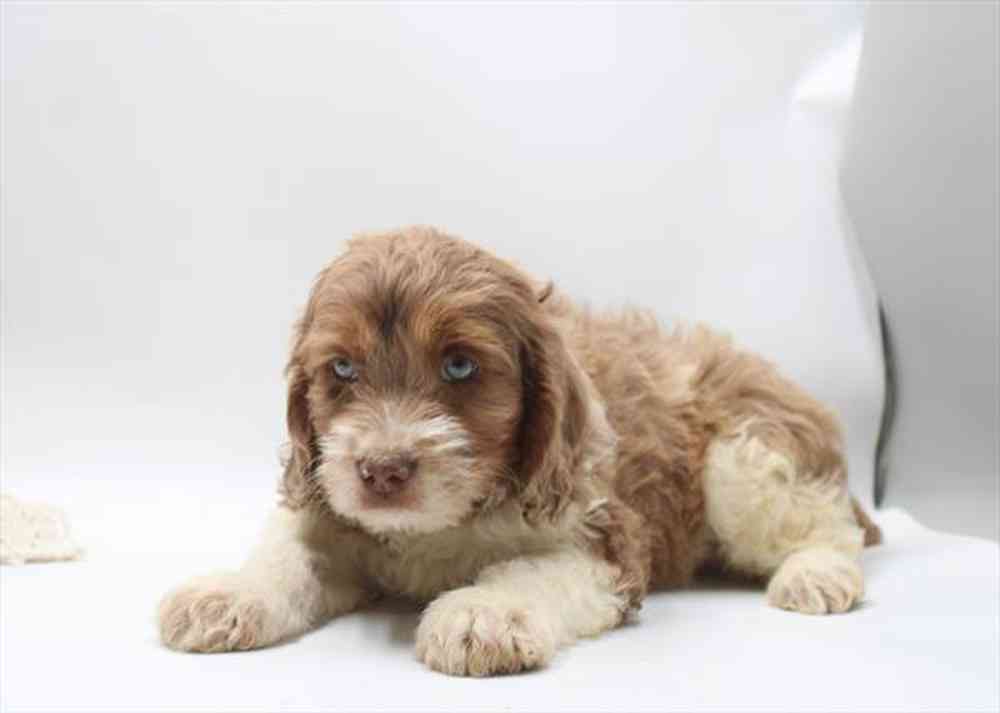 carousel pet images