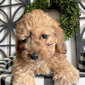 Cockapoo