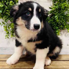 Australian Shepherd