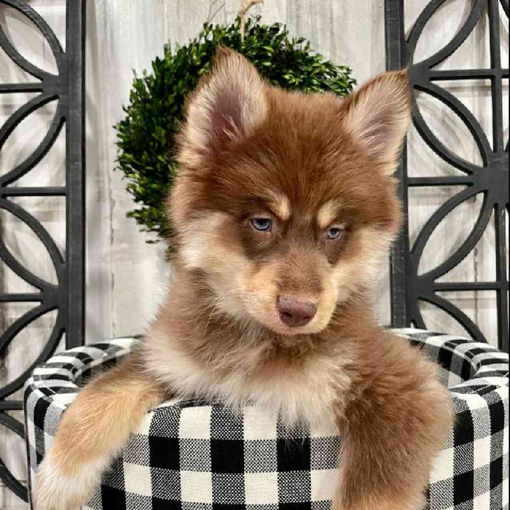 Male Pomsky Puppy for sale