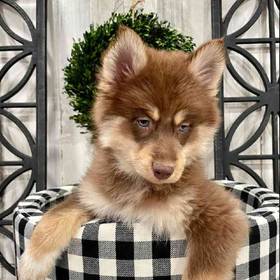 Pomsky