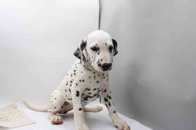 Dalmatian