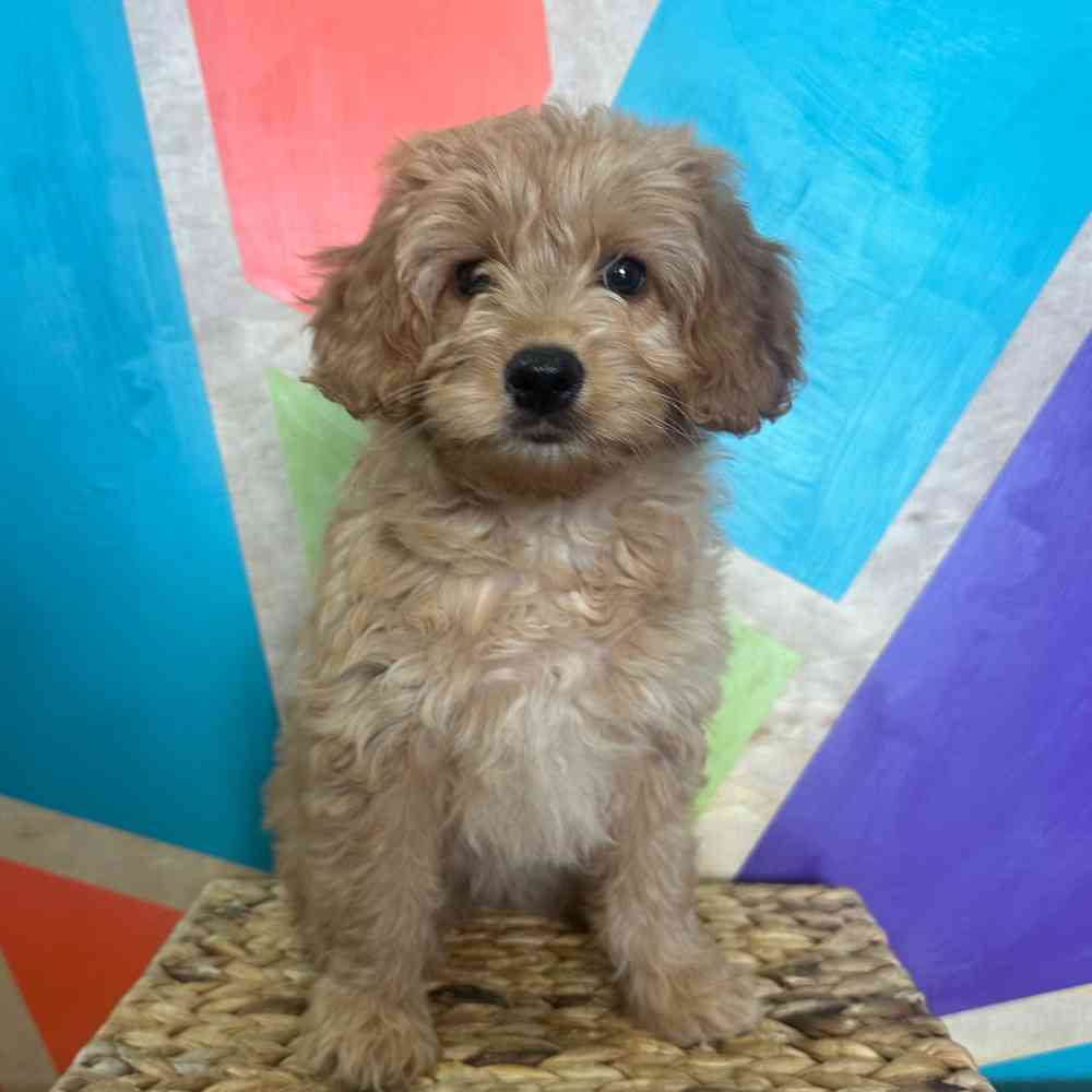 Image of a pet breed in the gallery