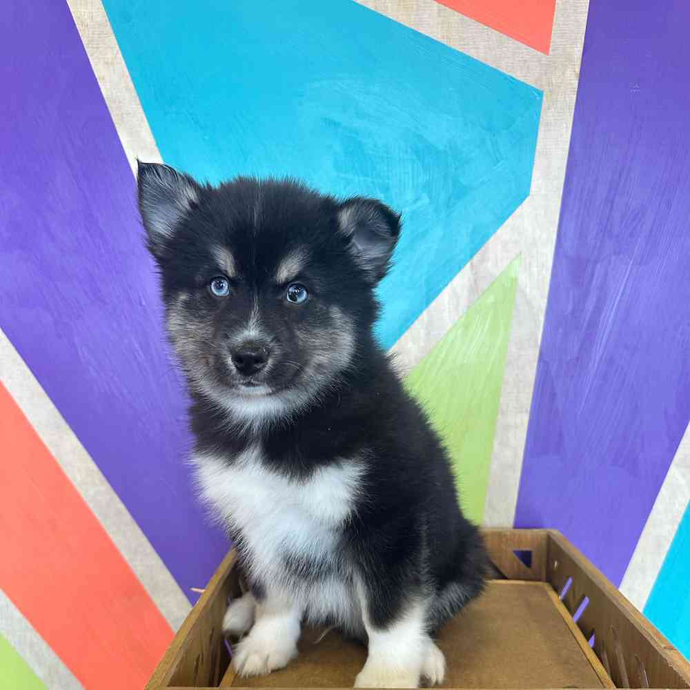 carousel pet images