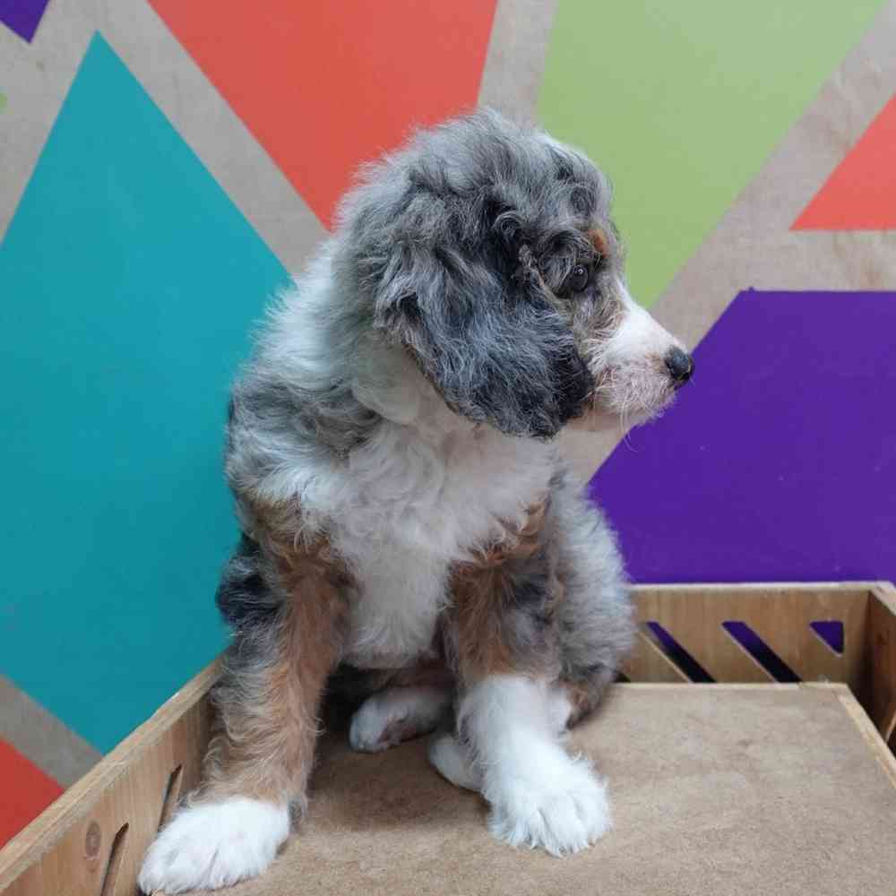 carousel pet images