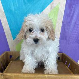Maltipoo