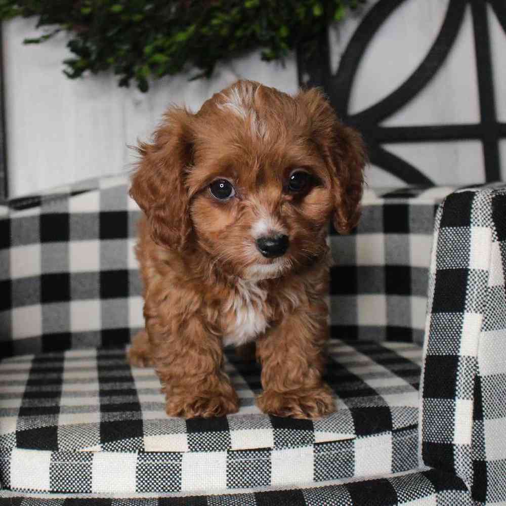 carousel pet images