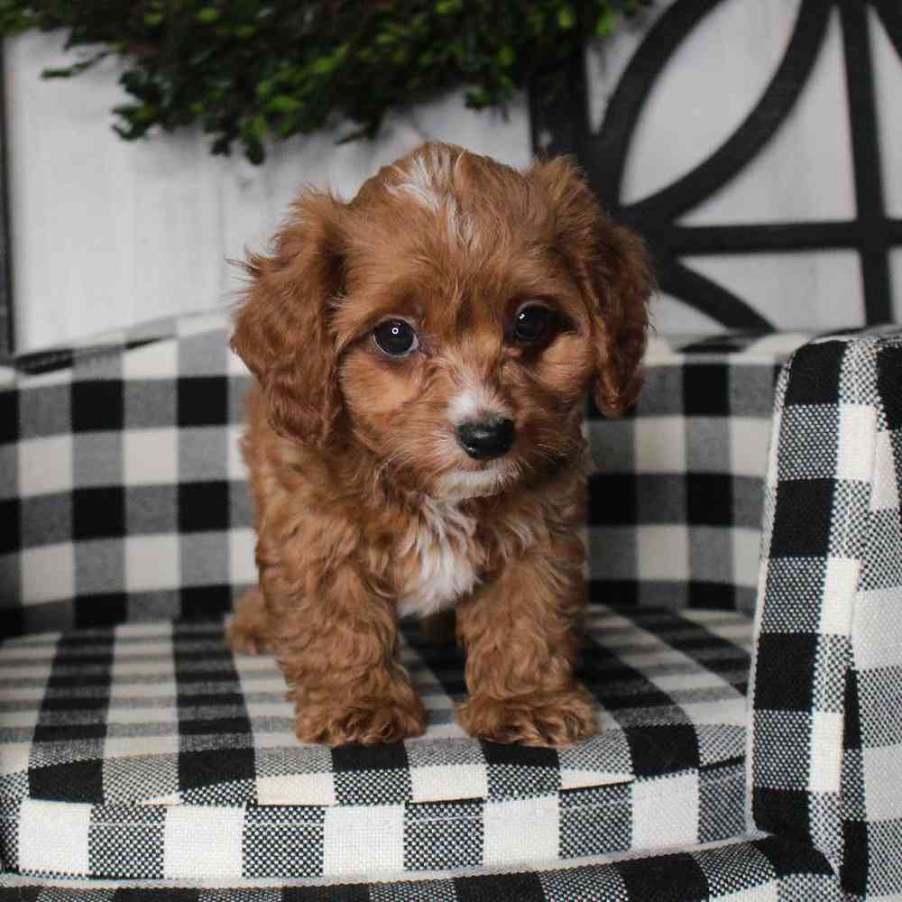 Male Cavapoo Puppy for sale