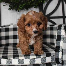 Cavapoo