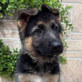 German Shepherd
