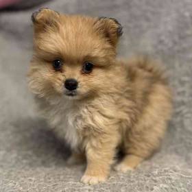 Pomeranian