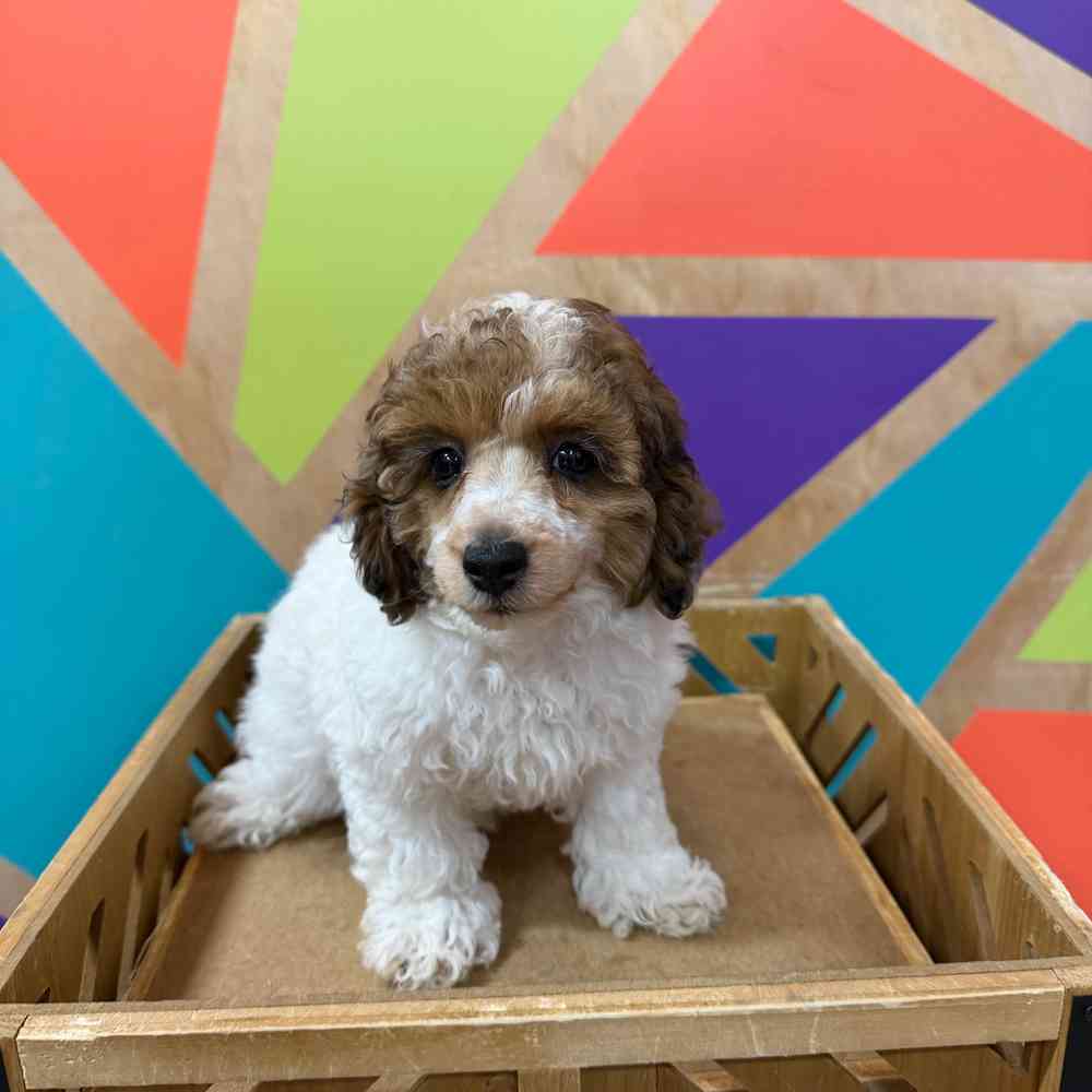 carousel pet images