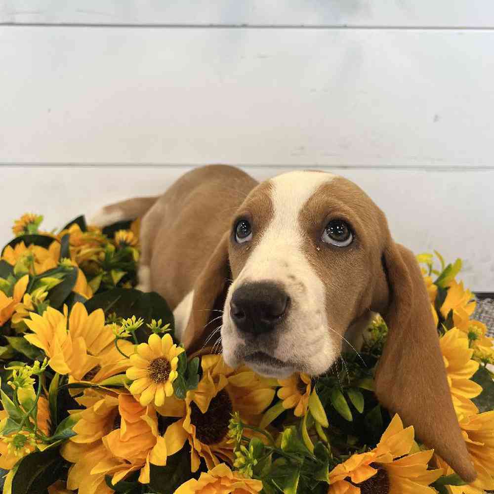 Female Basset Hound Puppy for Sale in Rogers, AR