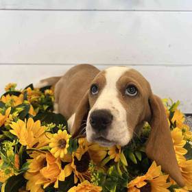 Basset Hound