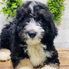 Bernedoodle