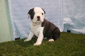Boston Terrier