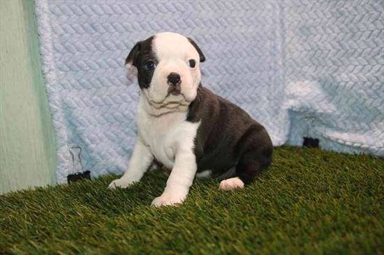 Boston Terrier