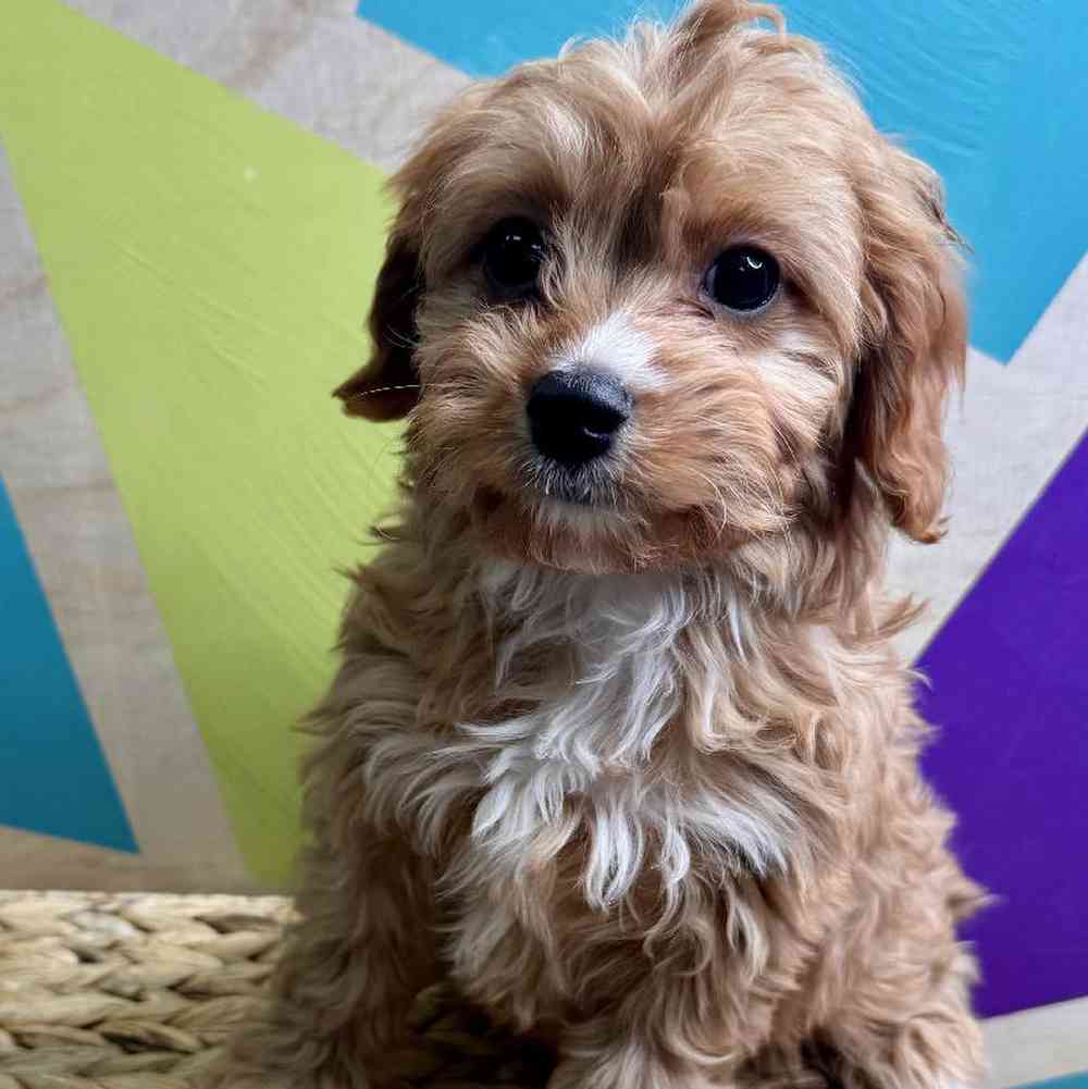 carousel pet images