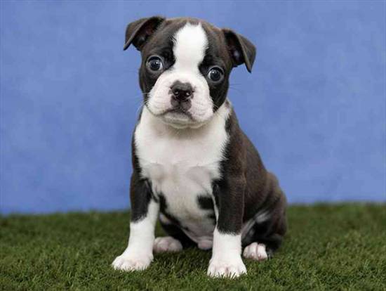 Boston Terrier