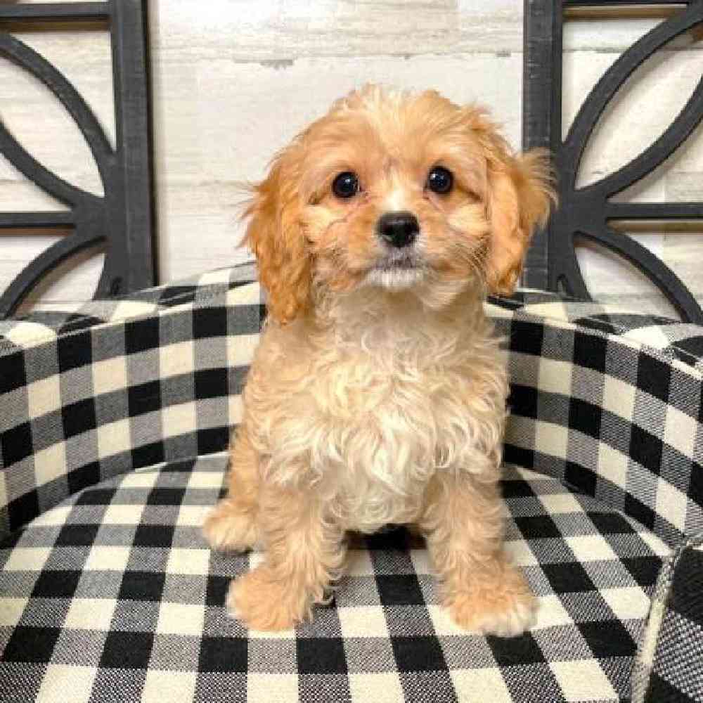 Male Cavapoo Puppy for sale