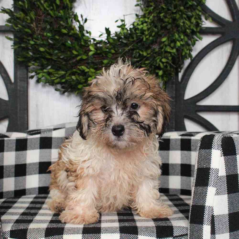 Female Lhasa-Poo Puppy for sale