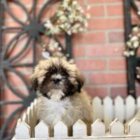 Lhasa Apso