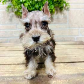 Mini Schnauzer