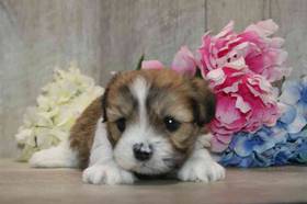 Lhasa Apso