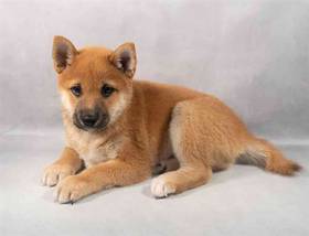 Shiba Inu
