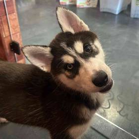 Siberian Husky