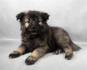 Keeshond