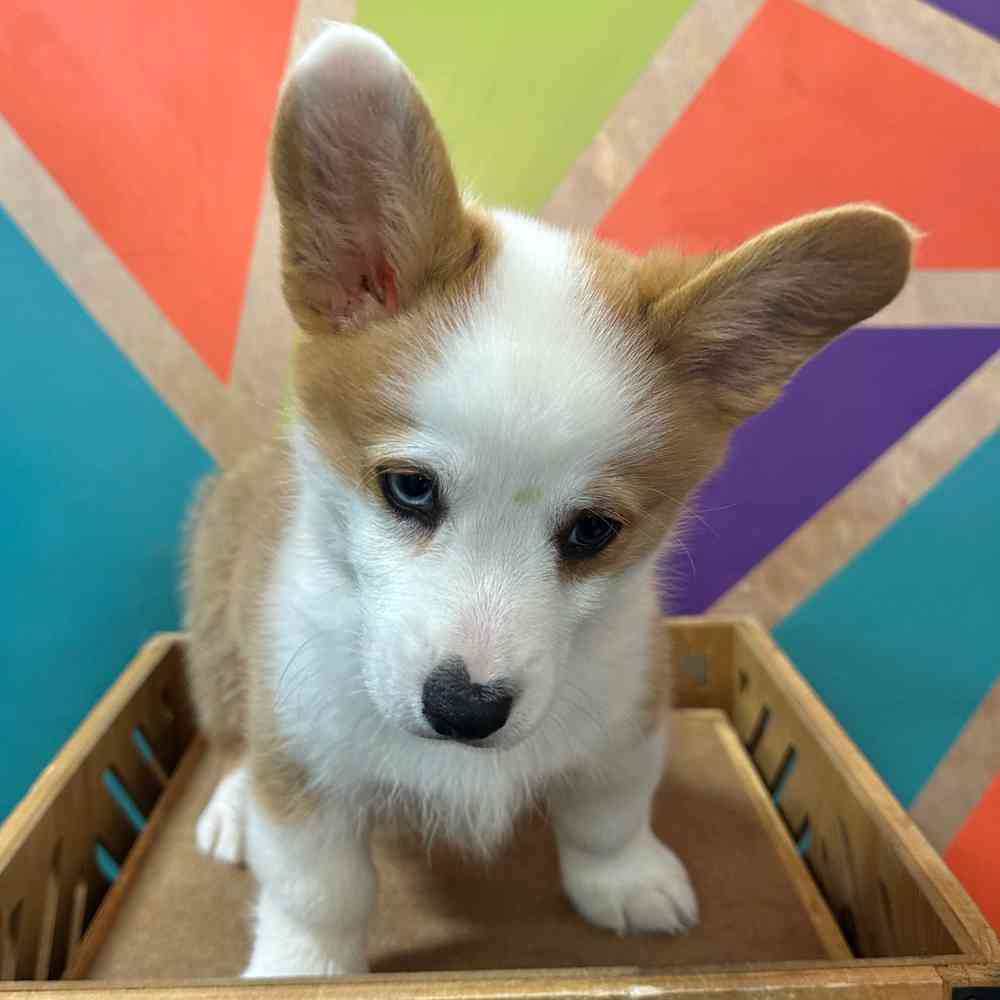 carousel pet images