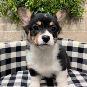 Pembroke Welsh Corgi