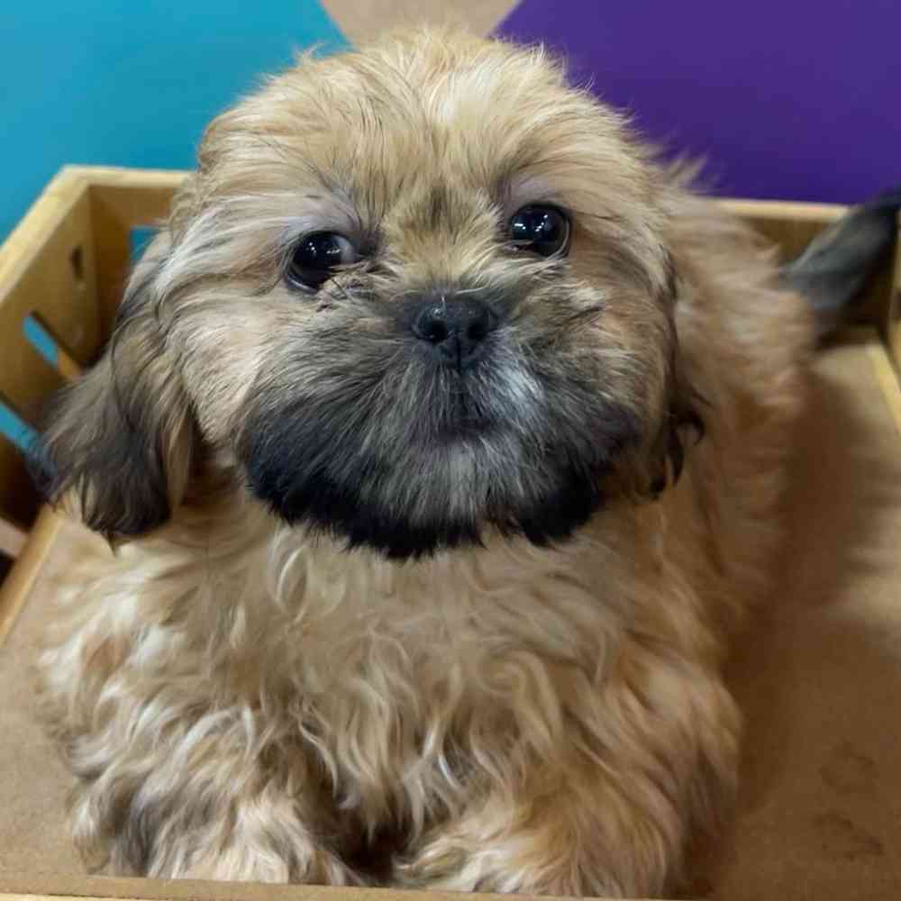 carousel pet images