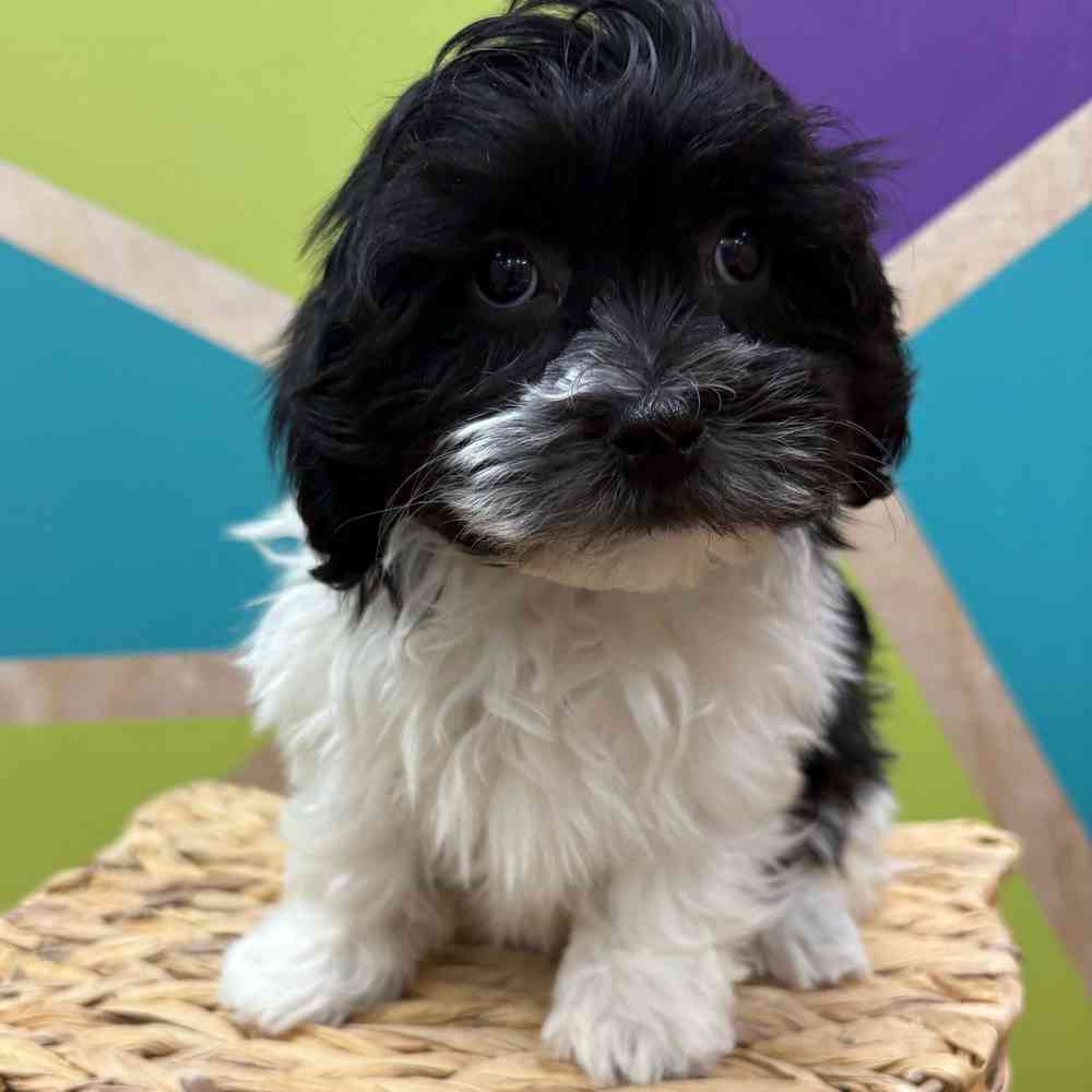 carousel pet images