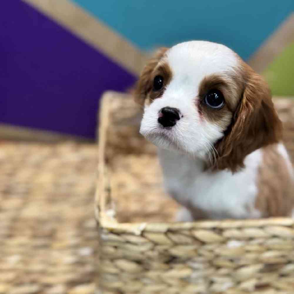 carousel pet images