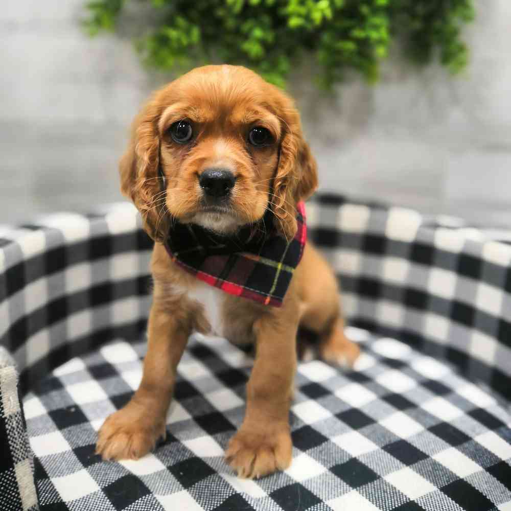 carousel pet images