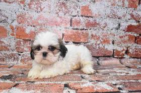 Shih Tzu