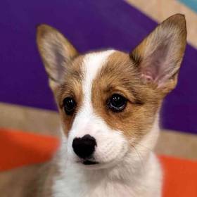 Pembroke Welsh Corgi