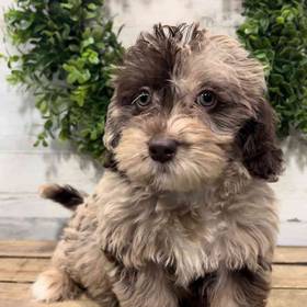 Mini Labradoodle