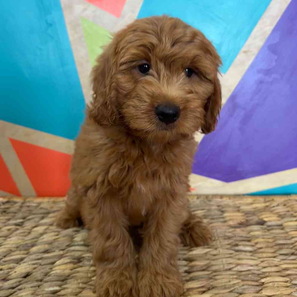 Image of a pet breed in the gallery
