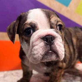English Bulldog
