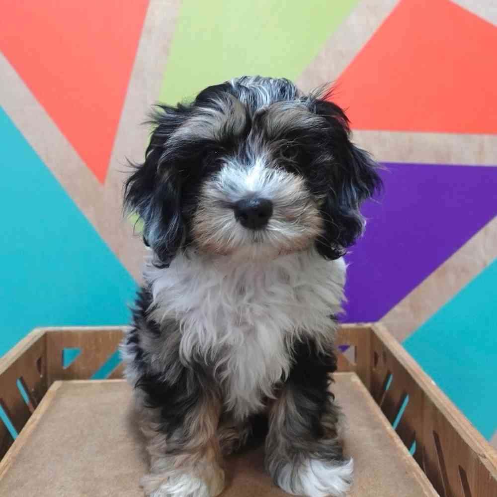 Image of a pet breed in the gallery