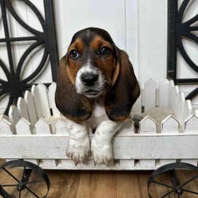 Basset Hound