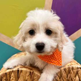 Maltese