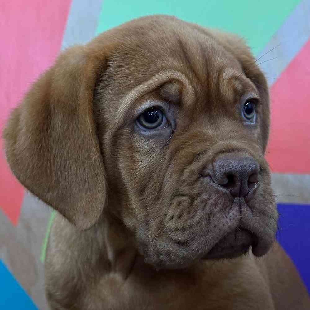 Image of a pet breed in the gallery