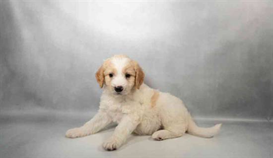 F1B Mini Goldendoodle