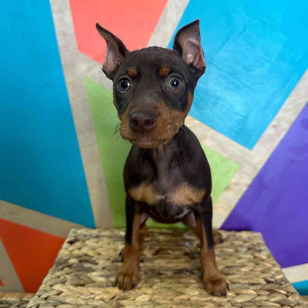 carousel pet images